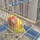 طير - روز