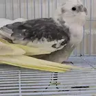 جوز كروان شامل توصيل داخل الدمام