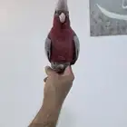 كوكاتو قالا