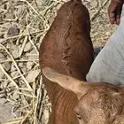 تيس مخصي ثني شرط نظافة