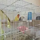 روز منتج للبيع