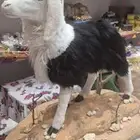 تراث ومجسم خروف تحفه باب تراثي مراه برف