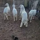 خرفان البيع