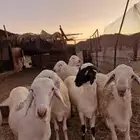 طليان سواكن دمازين بيضاء مرابي