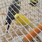 طيور بادجي منتج