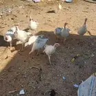 دجاج برهما ورومي