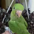 ببغاء درة هندي أليف جدا