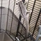 sugar glider   سنجاب طائر