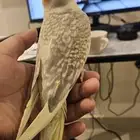 طائر كروان كوكتيل