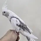 بغبغاء كروان للبيع
