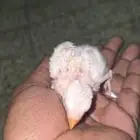 طيور روز غر