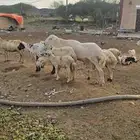 كبش فحل