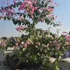 متوفر شتلات واشجار الجهنميات(الوان)مختلفة