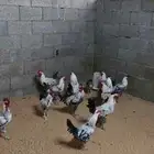 ديوك للبيع فيومي