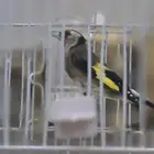 ذكر حسون سوري