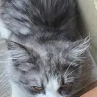 قطه للتبني تم التخلي عنها