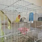 زوج روز منتج للبيع