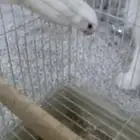 طير روز البينو