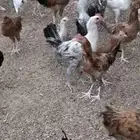 دجاج بلدي 3شهور ونص