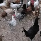 دجاج بلدي صحة شرط