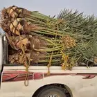 نخل اللبيع في الرياض