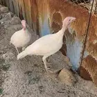 دجاج رومي