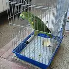 ببغا امازوني