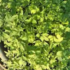 شتلات طماطم وخيار وفلفل حار