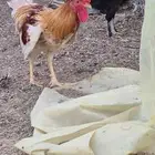 دجاج بلدي بياض