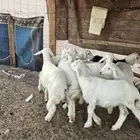 خرفان البيع