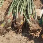 فسايل نخيل للبيع فروخ حيش