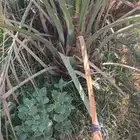 فروخ صقعي مجدول عجوه للبيع