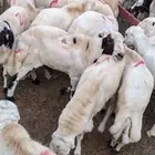 فران رفيدية