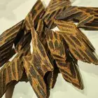 باخور اربع انواع