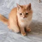 قطط للتبني