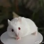 هامستر سوري