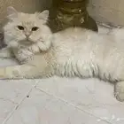 قط للتبني