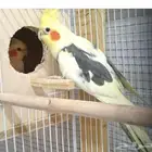 أزواج كروان منتجه تصانيف توب