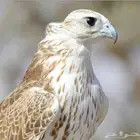 تصميم شيلات و نشر على قناة يوتيوب 60 الف مشترك