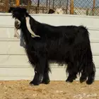 تيس فحل عارضي خصم