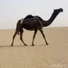 خفوت ثنوع مبيوع حاشيها قبل شهر ( غفل ماعليها وسم )