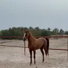 حصان شعبي للبيع
