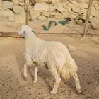 شدا الأعلى ذبيحه طلي