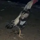 للبيع ديك سندي
