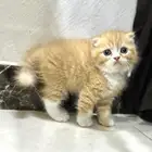قطط سكوتش