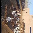 وز بلدي
