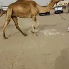 خلفه هجن تحتها بكره للبيع هجن