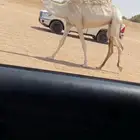 بكره كفوو