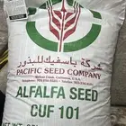 بذار برسيم باسفيك كاف 101 امريكي