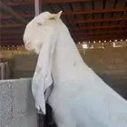 عنز مشروكه
